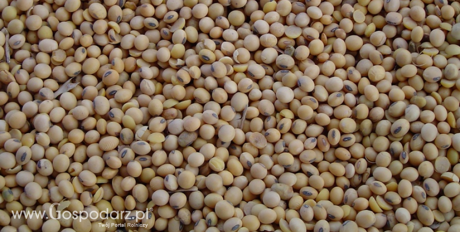 USDA obniżył światową produkcję soi w tym sezonie