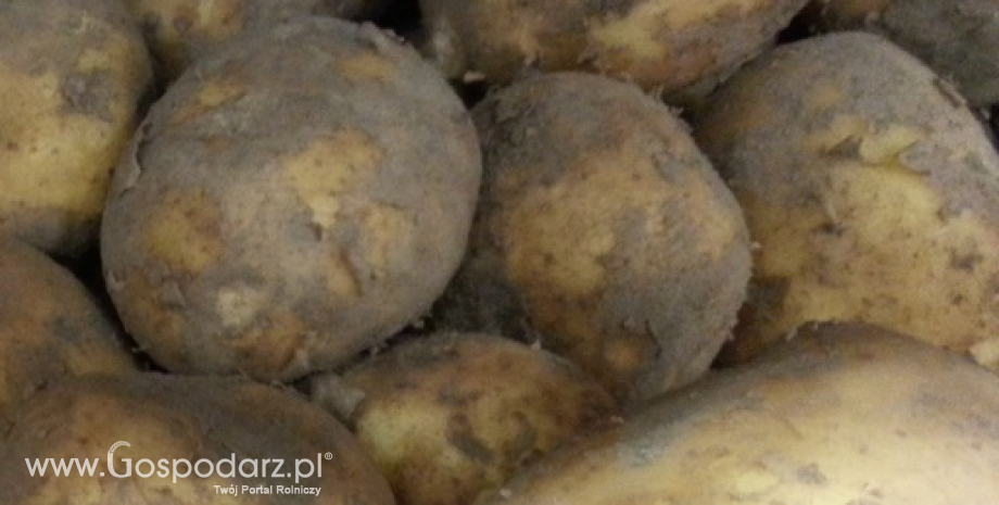 Ceny ziemniaków w Polsce (29.10.2015)