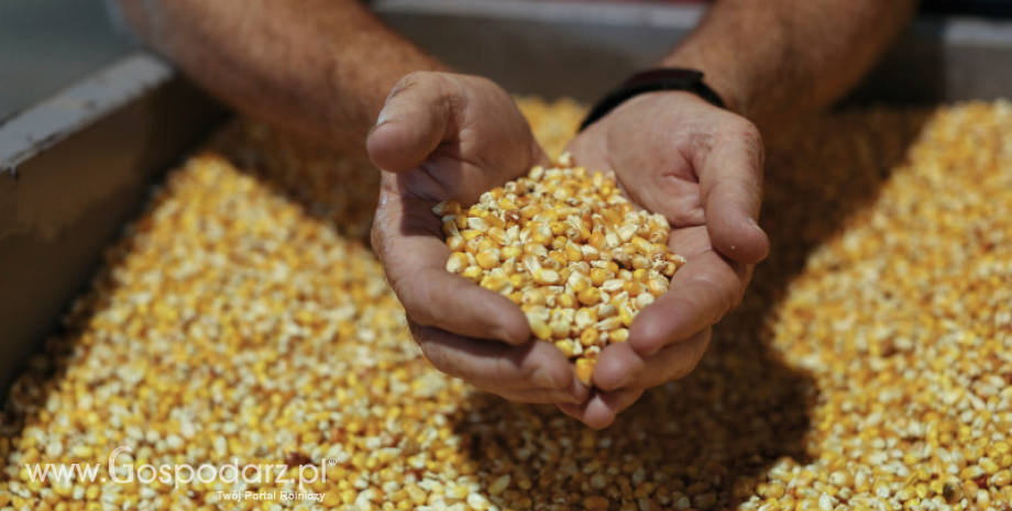 Unijny import kukurydzy wzrósł o ponad 60% w tym sezonie