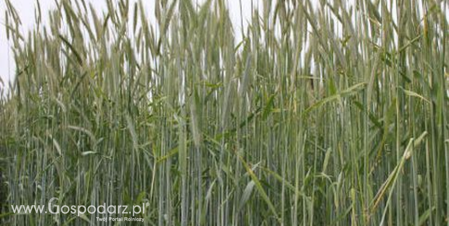 Nowe odmiany zbóż ozimych w Krajowym Rejestrze