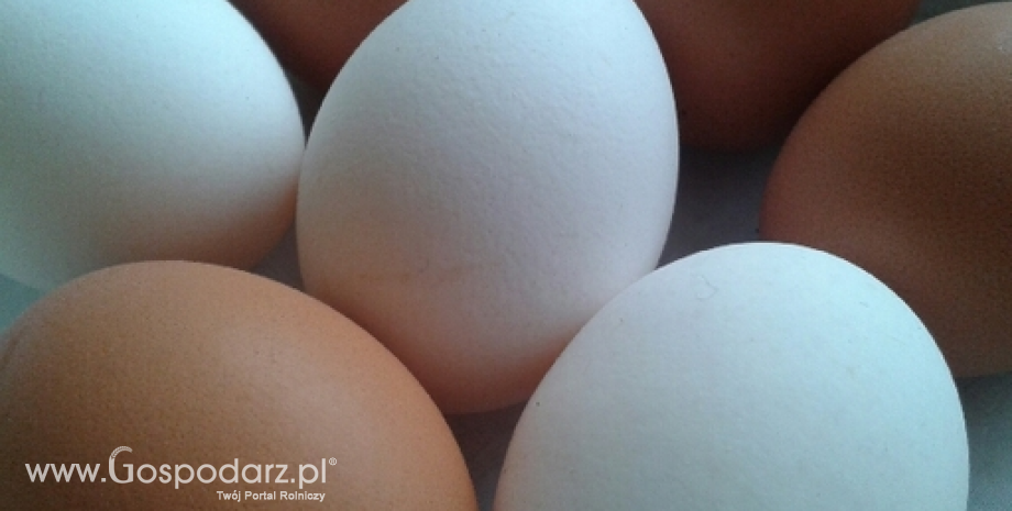 Średnia cena jaj w UE wzrosła do 130 euro/100 kg