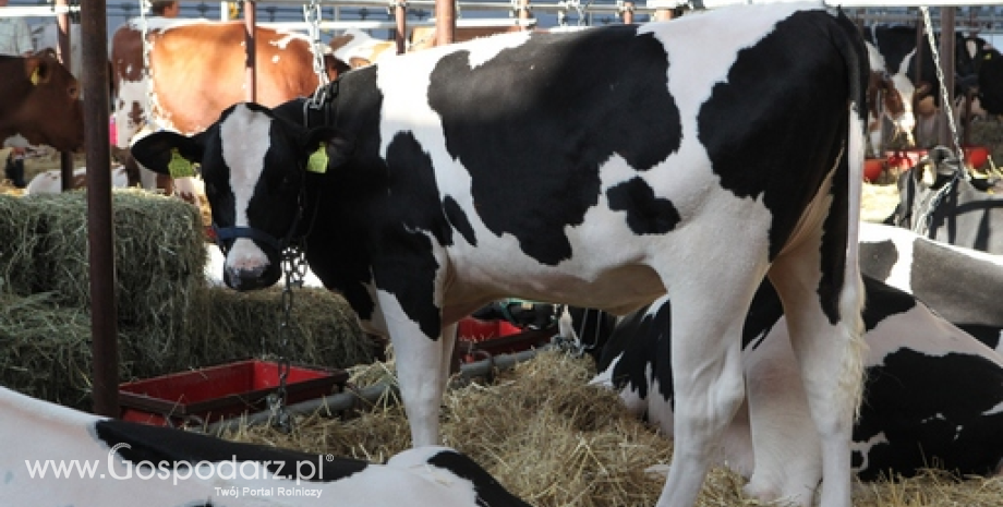 Chiny: 100 tys. sztuk bydła mlecznego w jednej farmie