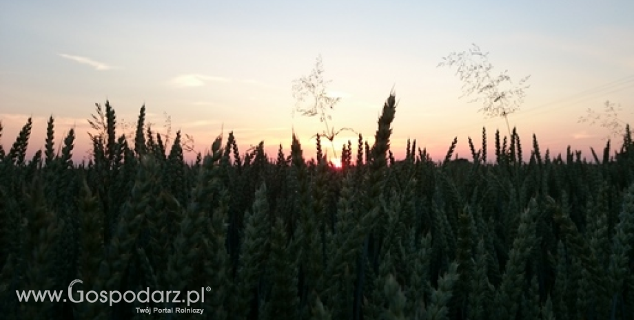 Szacunki rosyjskich zbiorów pszenicy wciąż rosną