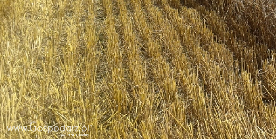 Zbiory pszenicy we Francji powyżej 40 mln ton