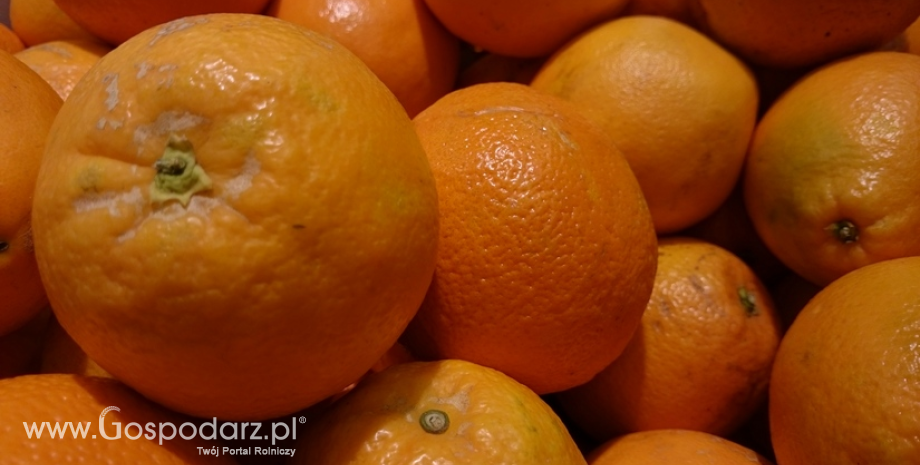 Zbiory pomarańczy na świecie oscylują w granicy 45 mln ton. Brazylia czołowym producentem