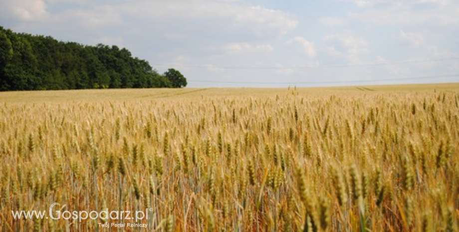 Optymistyczne prognozy zbioru zbóż w Unii Europejskiej (sezon 2013/2014)
