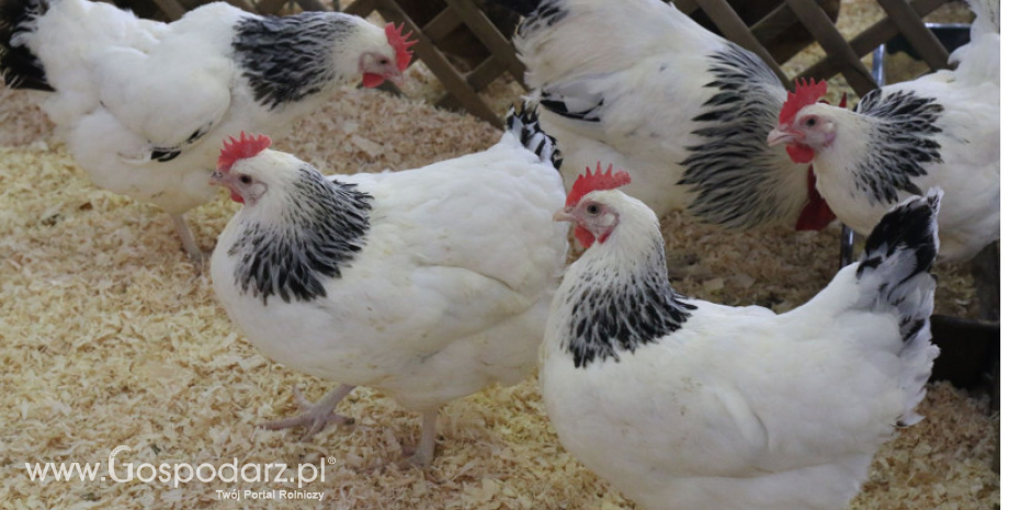 Zagrożenie grypą ptaków – pamiętajmy o bioasekuracji!