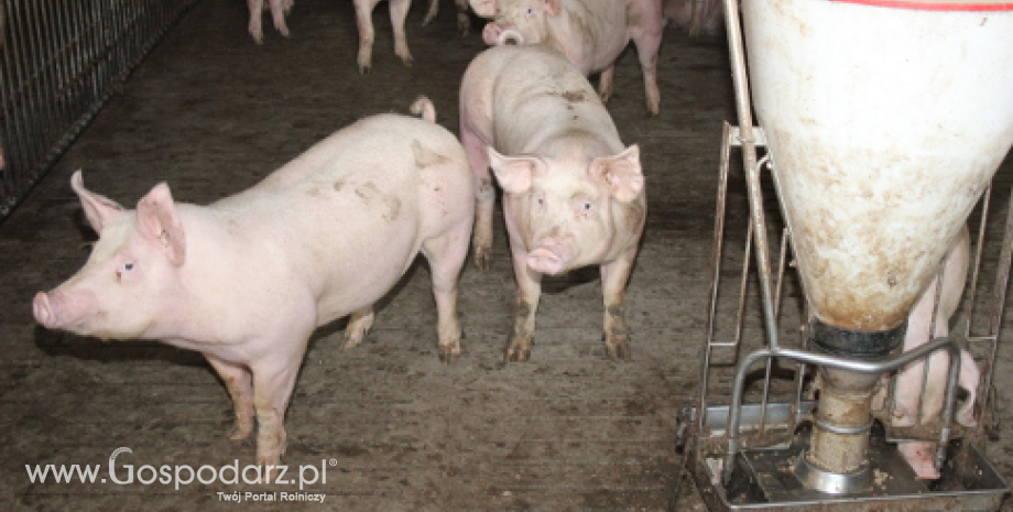 GUS – mniejsze pogłowie świń