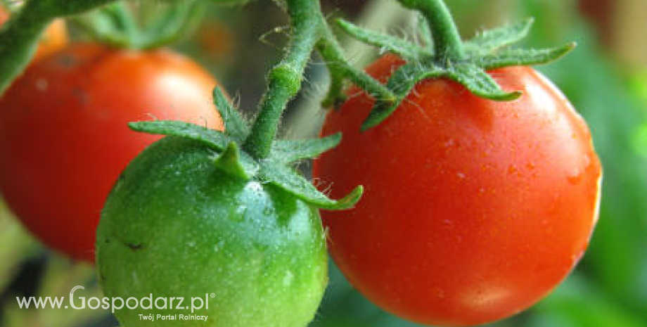 Rynek pomidorów we Francji