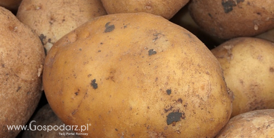 Wysokie zbiory ziemniaków w 2014 r.