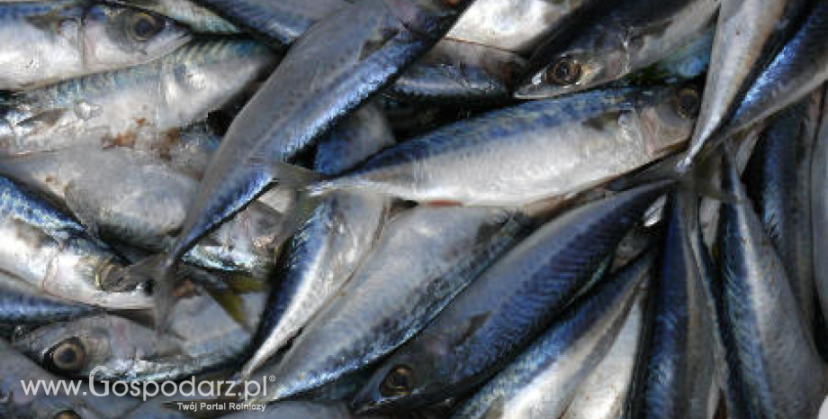 Stan zasobów ryb Bałtyku i zalecane dopuszczalne połowy w 2018 roku