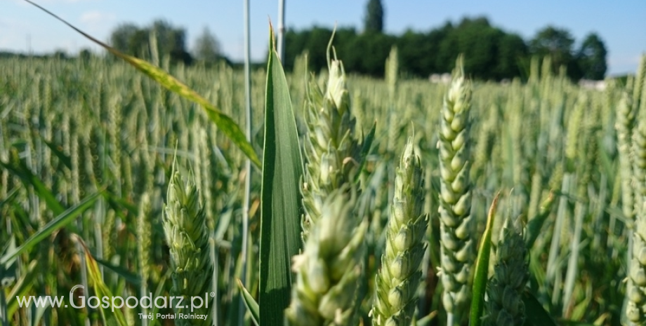 USDA przewiduje wyższe zbiory zbóż w sezonie 2016/17