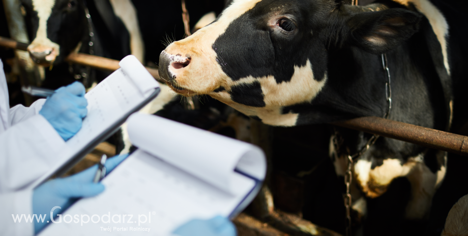 MRiRW w sprawie praktyki utrzymywanie na ściółce bydła w ramach ekoschematu Dobrostan zwierząt