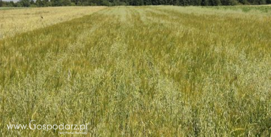 Niskie zbiory pszenicy i mniejszy obszar zasiewów oziminy w Wielkiej Brytanii