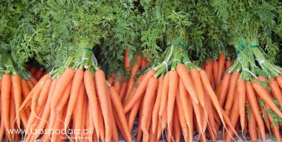 Warzywa z ubiegłorocznych zbiorów wyraźnie droższe niż przed rokiem