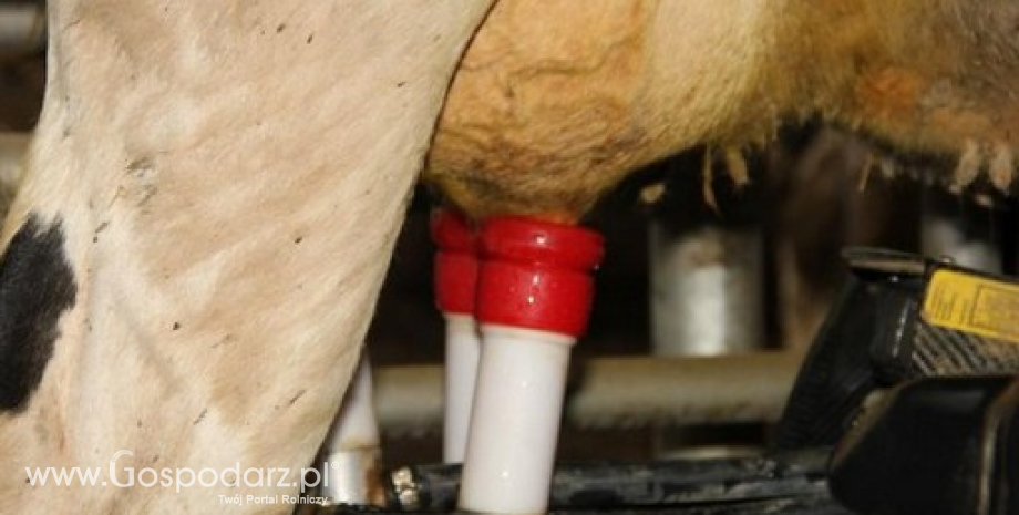 W 2015 r. produkcja mleka w Polsce wzrosła do 12 859 mln litrów