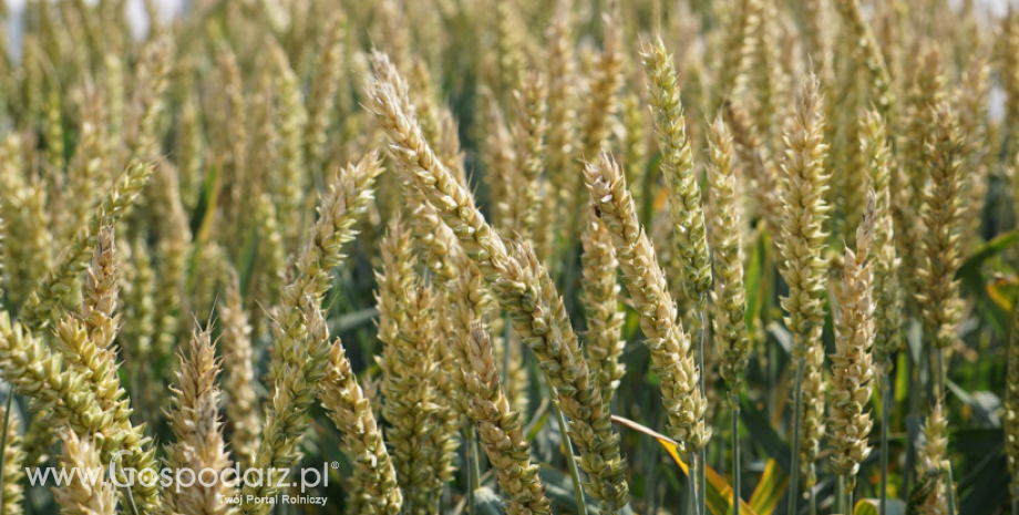 Rezerwy pszenicy w Federacji Rosyjskiej osiągnęły rekordowy poziom