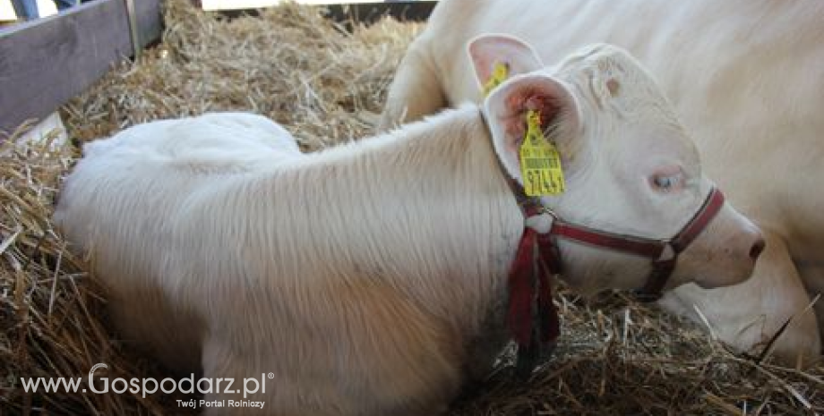 Kolejne regiony Polski oficjalnie wolne od enzootycznej białaczki bydła