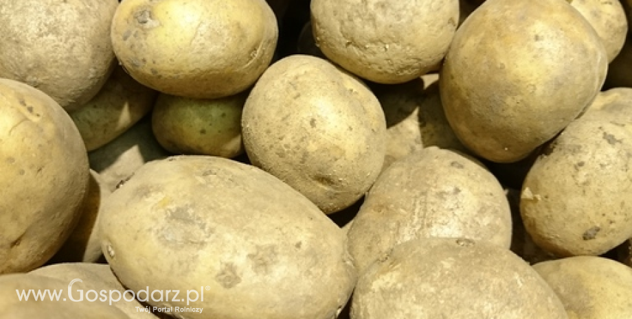 Przebieg warunków upraw ziemniaków