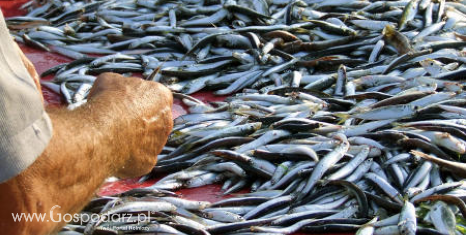 Większe o 10,2% połowy ryb na Bałtyku