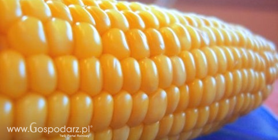 Niższe prognozy zbiorów kukurydzy w UE