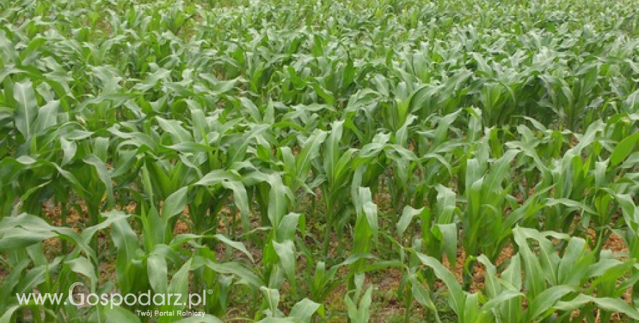 Duże postępy zbiorów kukurydzy na Ukrainie