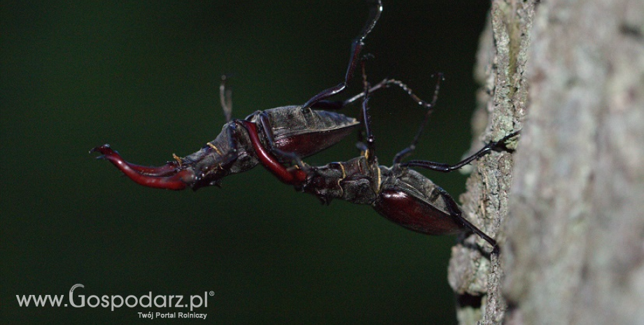 Jelonek rogacz - król wśród chrząszczy