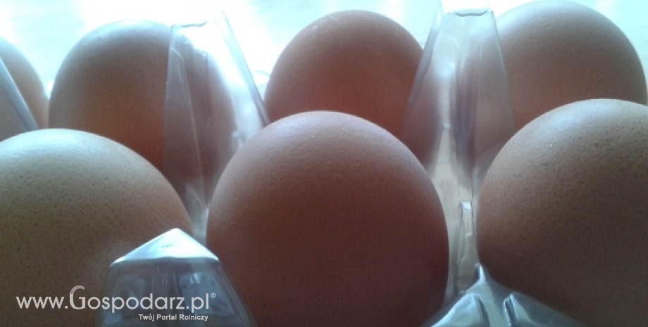 Średnia cena jaj w UE na poziomie 132,4 euro/100 kg
