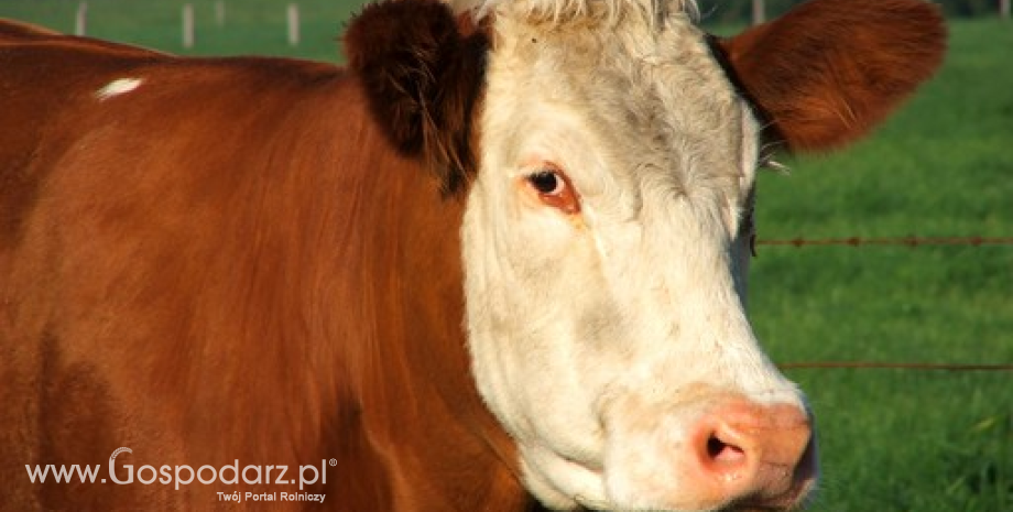 ARR: Pogłowie bydła w Polsce będzie oscylować w granicy 6 mln sztuk
