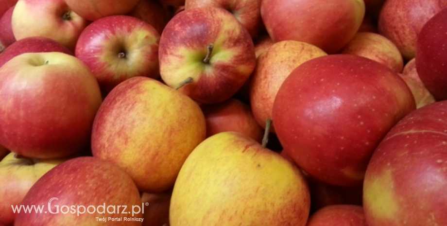 W pierwszej połowie sezonu ceny jabłek deserowych spadły o 30%