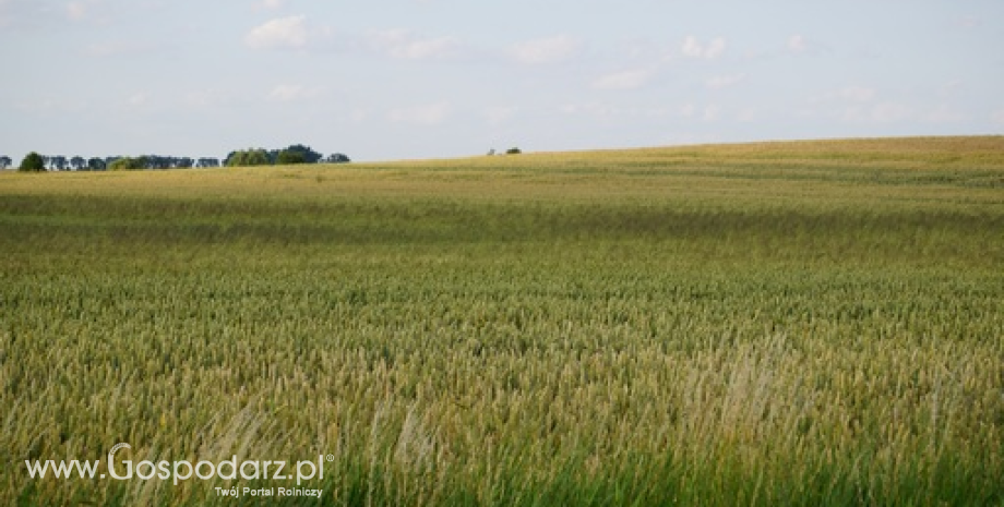 Zbiory zbóż w UE spadną o 20 mln ton