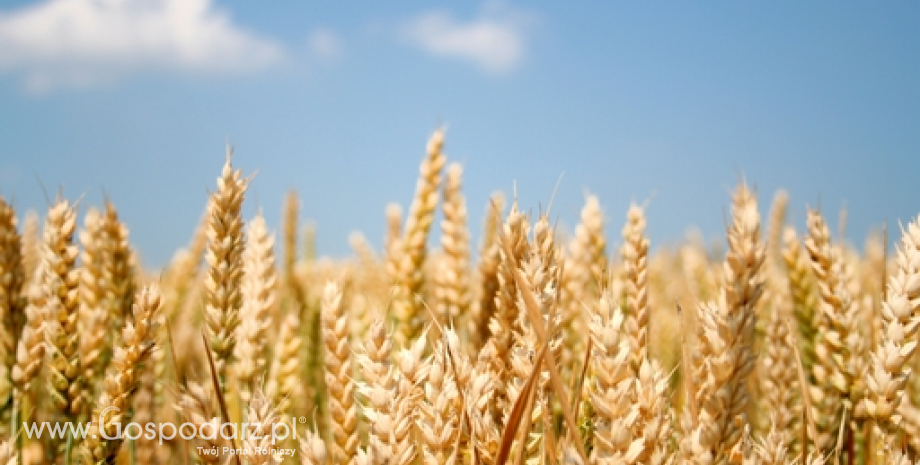 W sezonie 2015/2016 światowe zbiory pszenicy przekroczą 700 mln ton, a kukurydzy 930 mln ton