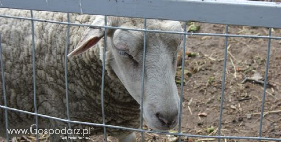 Superczempiony, czempiony i wiceczempiony owiec XXI Regionalnej Wystawy Zwierząt Hodowlanych w Szepietowie