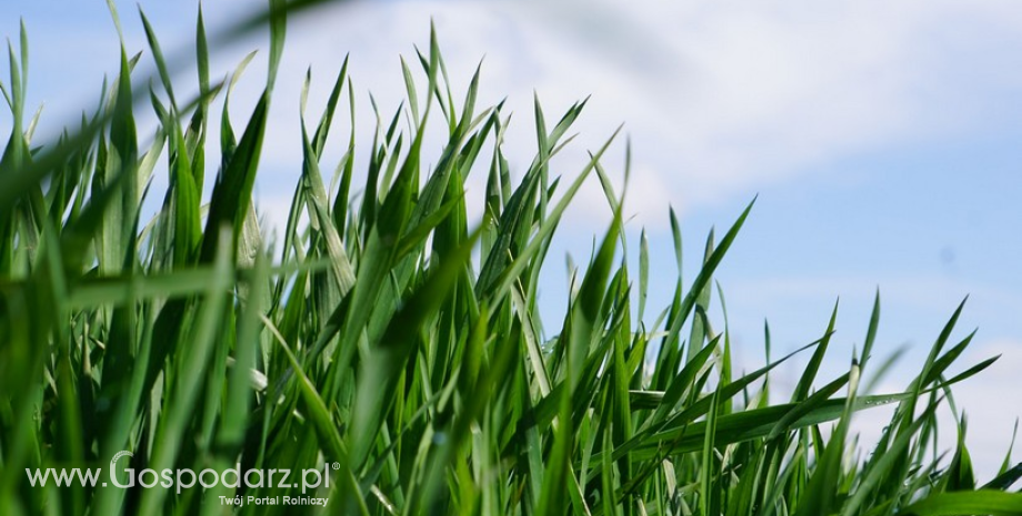 USDA potwierdza rekordowe zbiory pszenicy w sezonie 2022/23