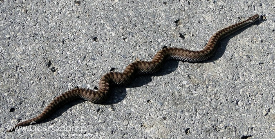 Uwaga na węże na drodze