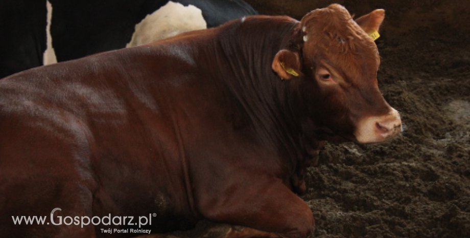 Spadek produkcji bydła w UE (I-IX 2013)