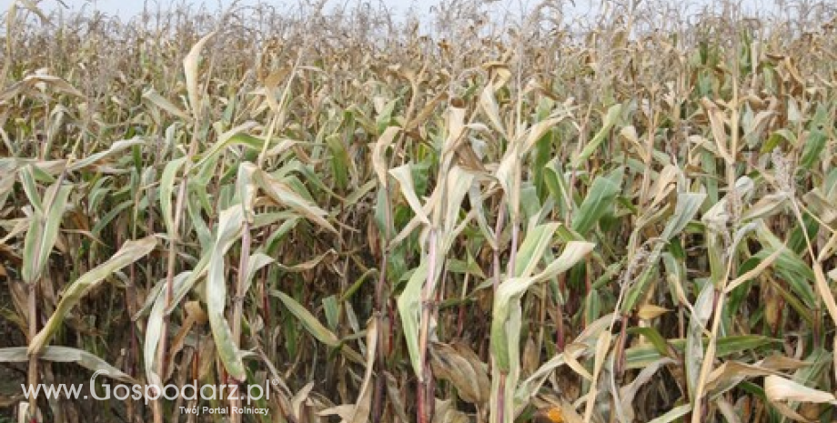 CBoT: Notowania kukurydzy i pszenicy wzrosły. Na Matfi pszenica z nowym wielomiesięcznym maksimum