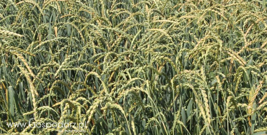 Produkcja pszenicy i jęczmienia we Francji spadnie o 10%