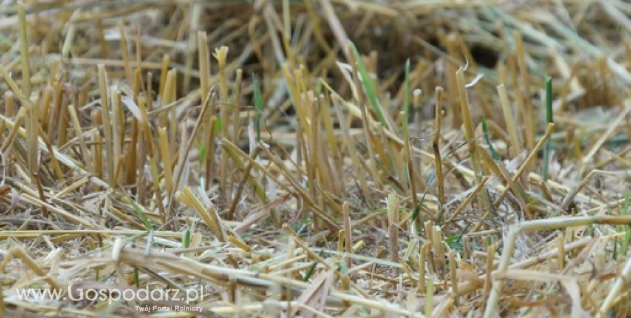 FAO podwyższa prognozy zbiorów zbóż