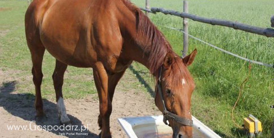 Duże problemy finansowe hodowców koni w Polsce