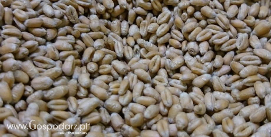 Egipt zakupił 660 tys. ton pszenicy