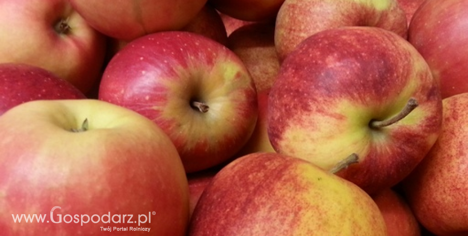 UE w czołówce producentów jabłek na świecie. Niemal 30% unijnych zbiorów stanowią polskie jabłka