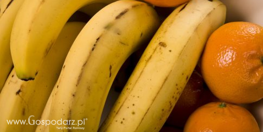 Wśród importowanych owoców dominują cytrusy i banany