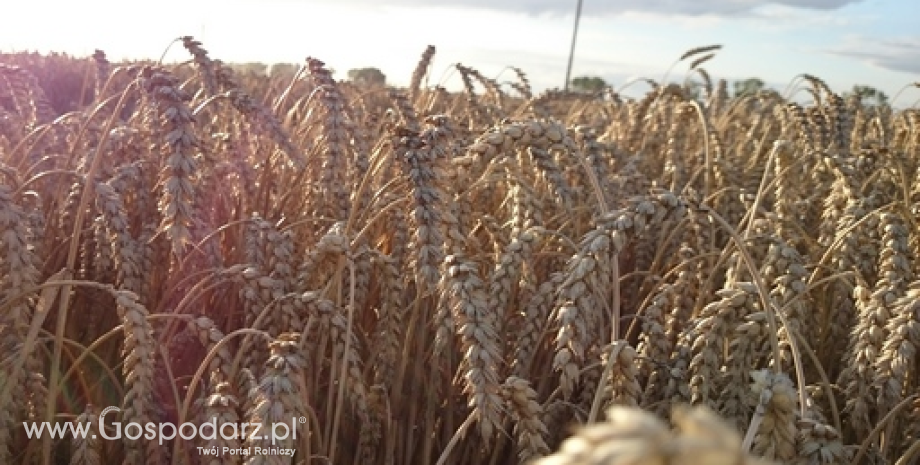 Zdaniem KE, zbiory zbóż w Polsce minimalnie przekroczyły rekord z 2022 roku