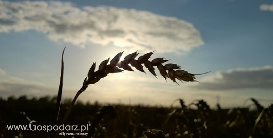 Zbiory zbóż w Polsce w 2015 r. w przedziale od 25,9 do 26,6 mln ton