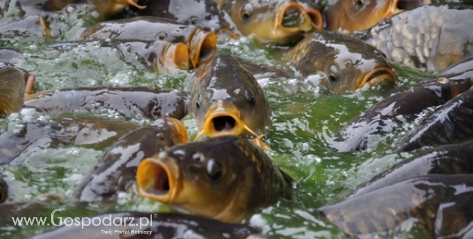 Samorząd rolniczy przeciwny likwidacji rekompensat wodno-środowiskowych dla hodowców ryb karpiowatych
