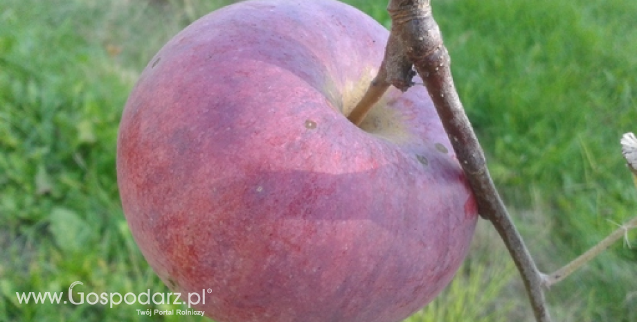 Rośnie zainteresowanie konsumentów spoza UE polskimi jabłkami