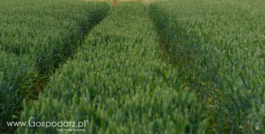 USDA podnosi perspektywy dla globalnej produkcji pszenicy