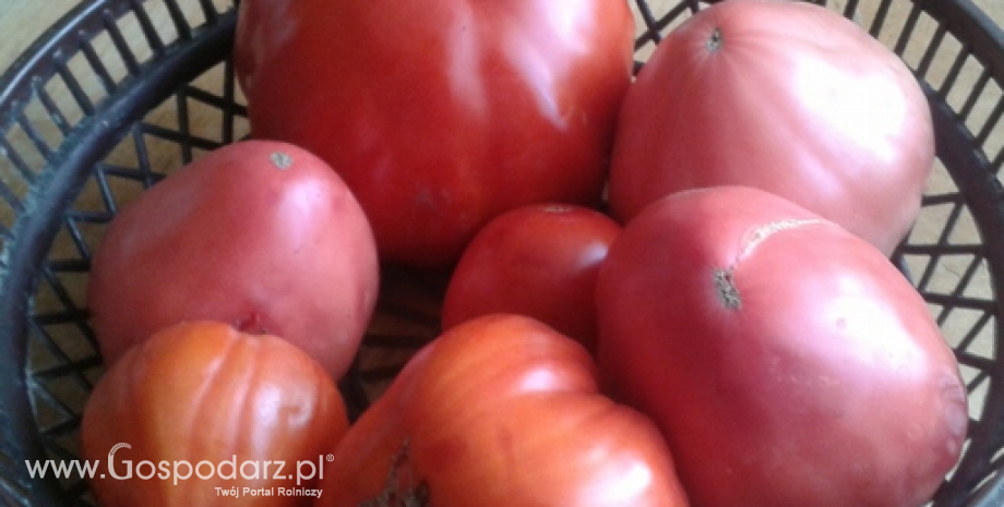 Niemcy: Pomidor najpopulraniejszy, spożycie na poziomie 25 kg/os