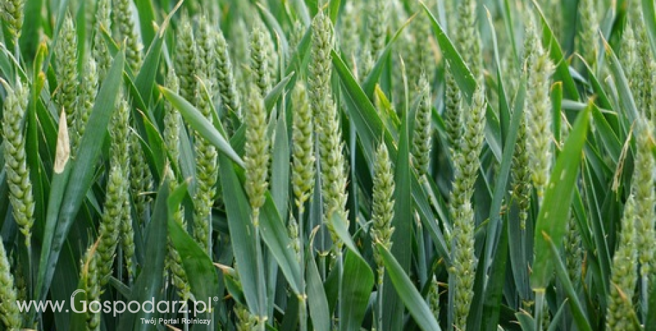 Polska zajmuje trzecie miejsce w rankingu unijnych eksporterów pszenicy